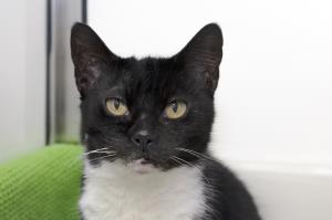 sponsor cat Tinker